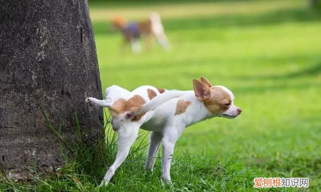 什么叫信息素，女生怎么释放信息素