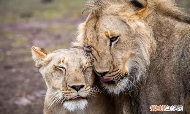 什么叫信息素，女生怎么释放信息素