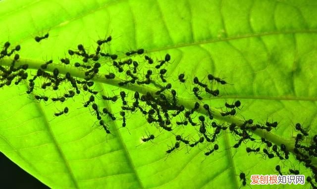 什么叫信息素，女生怎么释放信息素