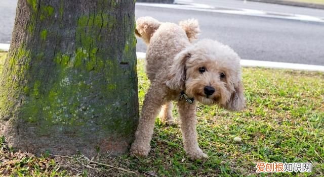 什么叫信息素，女生怎么释放信息素