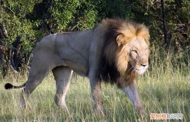 什么叫信息素，女生怎么释放信息素