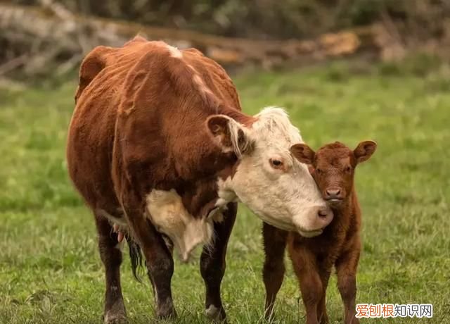 什么叫信息素，女生怎么释放信息素