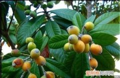 路边的枇杷可以吃吗