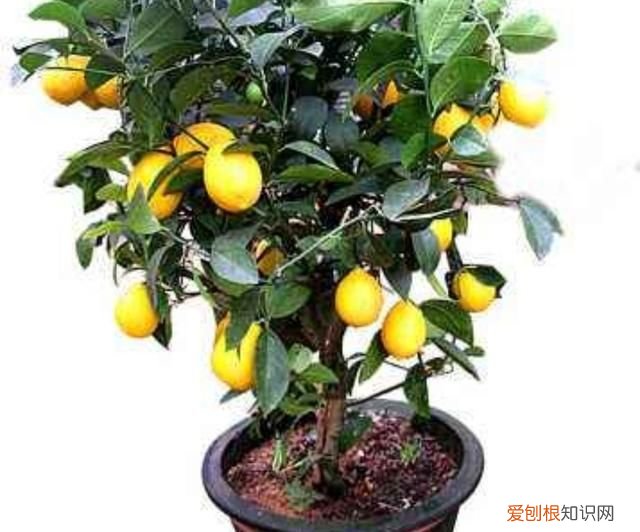 柠檬太多吃不完怎么办，柠檬树应该是施肥太多叶子都干了怎么办
