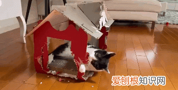 不建议养奶牛猫的原因 为什么不建议养奶牛猫