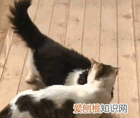 不建议养奶牛猫的原因 为什么不建议养奶牛猫