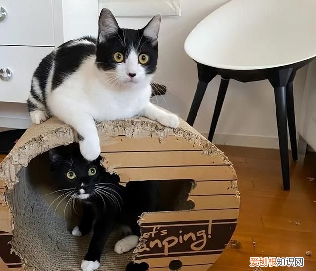 不建议养奶牛猫的原因 为什么不建议养奶牛猫