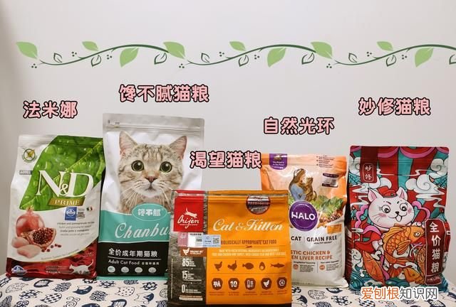 不建议养奶牛猫的原因 为什么不建议养奶牛猫