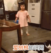 不建议养奶牛猫的原因 为什么不建议养奶牛猫