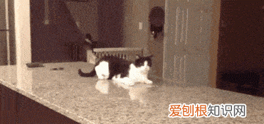 不建议养奶牛猫的原因 为什么不建议养奶牛猫