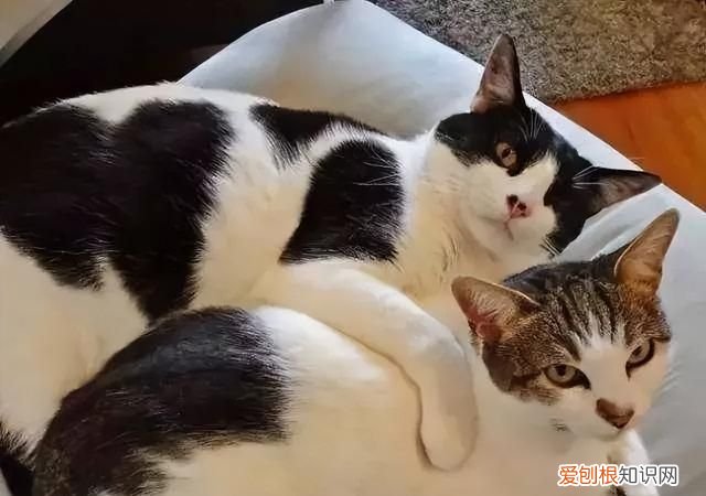 不建议养奶牛猫的原因 为什么不建议养奶牛猫