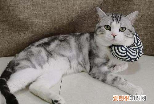 如何选购美国加白短毛猫,美短加白起司猫是什么样子的