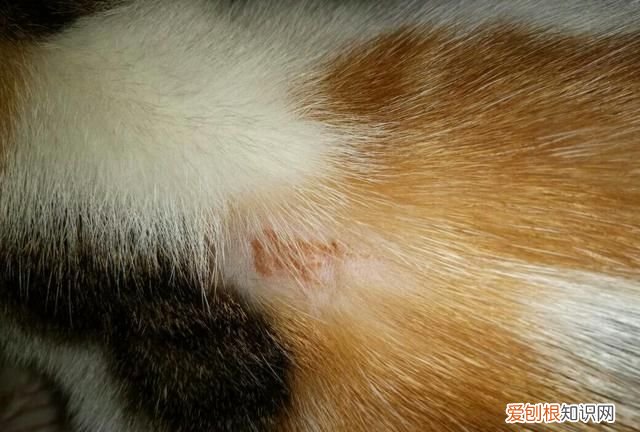 猫一块块掉毛怎么办，猫成片掉毛是什么原因