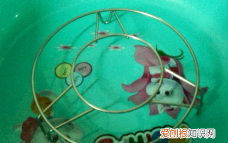 生绿豆芽的方法
