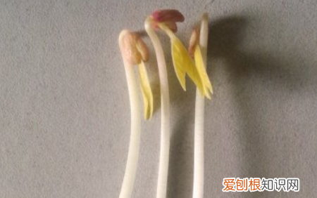 生绿豆芽的方法
