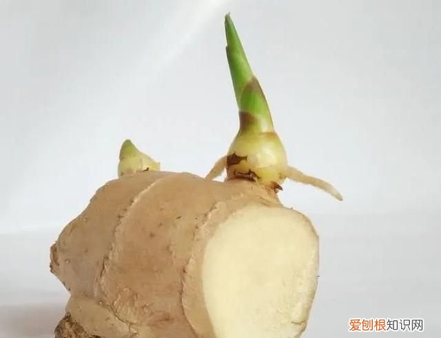 那些发芽了还能吃的食物,囤起来是什么