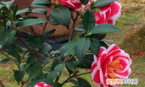山茶花是春天开的，山茶花什么时候开
