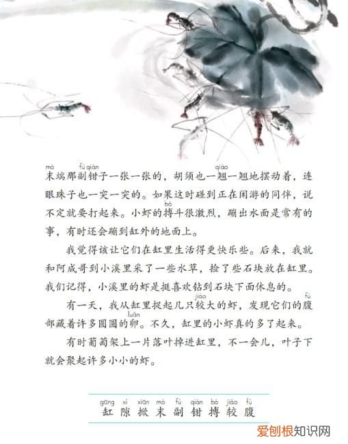 三下第十五课小虾教材解析,三年级第十五课小虾的好句