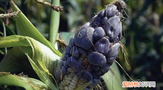 玉米发霉的菌叫什么,识别发霉玉米的妙方