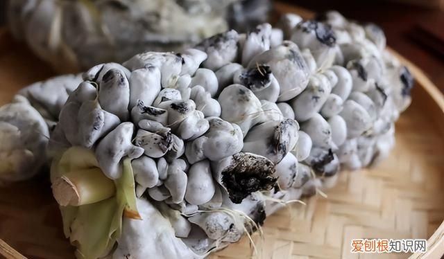 玉米发霉的菌叫什么,识别发霉玉米的妙方