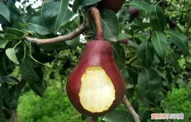 跟梨差不多的苹果是什么苹果