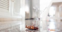 房间蟑螂如何彻底清除，高层有蟑螂怎么彻底消除