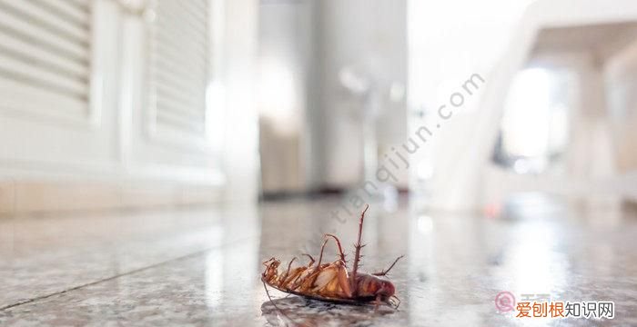 房间蟑螂如何彻底清除，高层有蟑螂怎么彻底消除