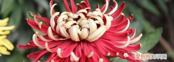 菊花花期需要施肥，菊花花蕾期可以施肥吗