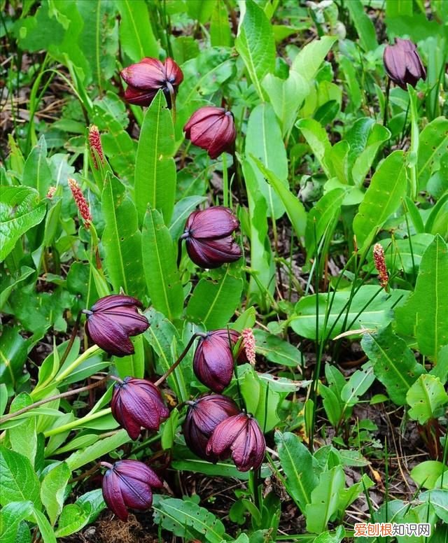 紫色白边的百合 有没有紫色的百合