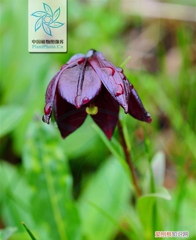 紫色白边的百合 有没有紫色的百合