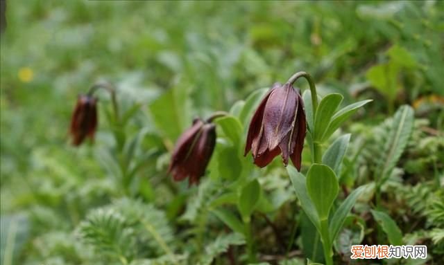 紫色白边的百合 有没有紫色的百合