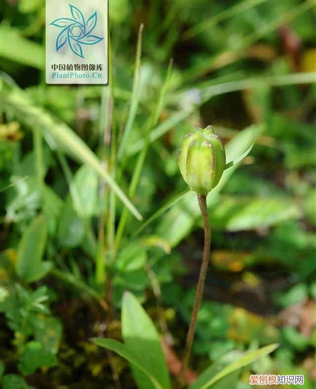紫色白边的百合 有没有紫色的百合