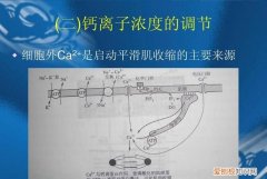 ca2+是什么意思，ca2+中的2表示什么意思