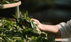 岩茶是什么，岩茶属于什么茶红茶还是绿茶