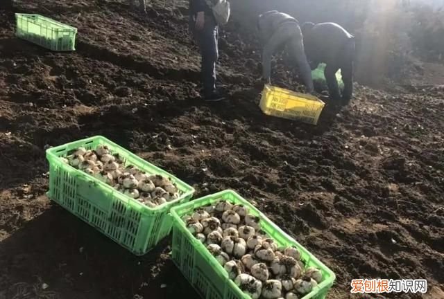 百合煮排骨的吃法和做法