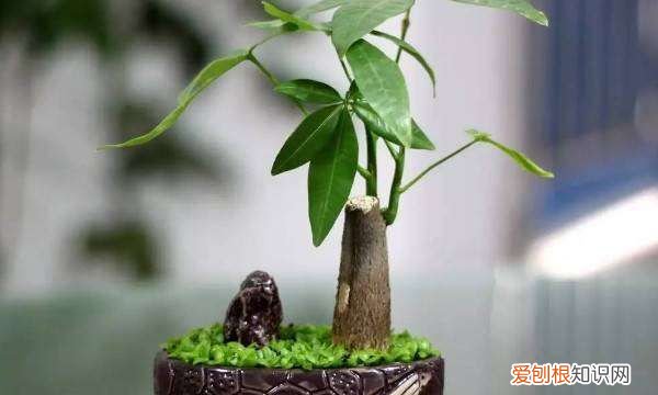 冬季如何给发财树保暖，发财树到冬天怕冷怎么办啊?