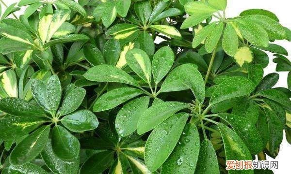 冬季如何给发财树保暖，发财树到冬天怕冷怎么办啊?