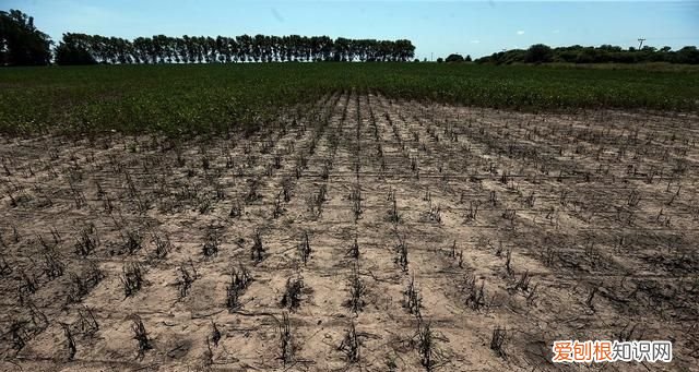 土壤污染的类型及其特点,土壤重金属污染现状