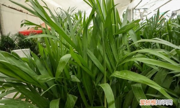 夏威夷椰子的养殖方法和注意事项