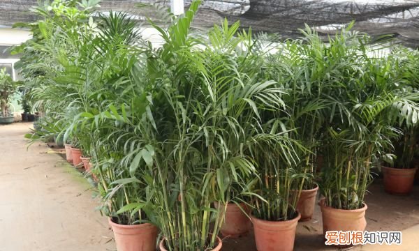 夏威夷椰子的养殖方法和注意事项