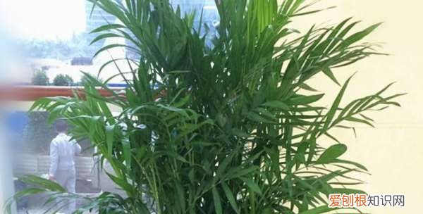 夏威夷椰子的养殖方法和注意事项