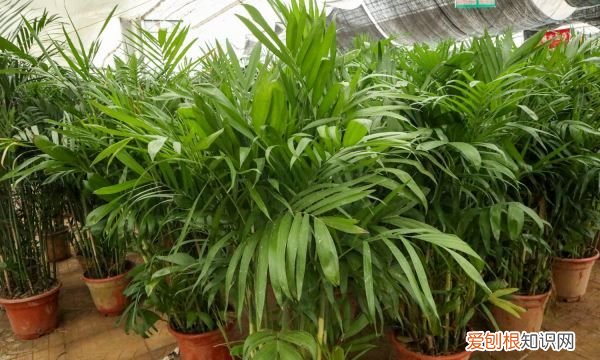 夏威夷椰子的养殖方法和注意事项