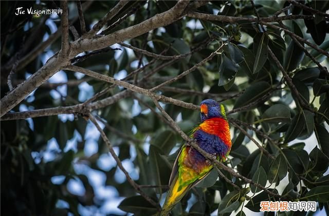 澳洲三大国宝 澳洲有物种天堂的称号