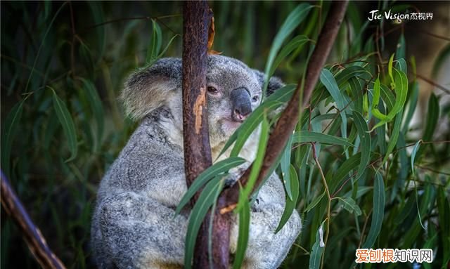 澳洲三大国宝 澳洲有物种天堂的称号