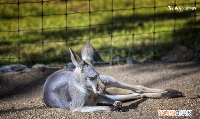 澳洲三大国宝 澳洲有物种天堂的称号