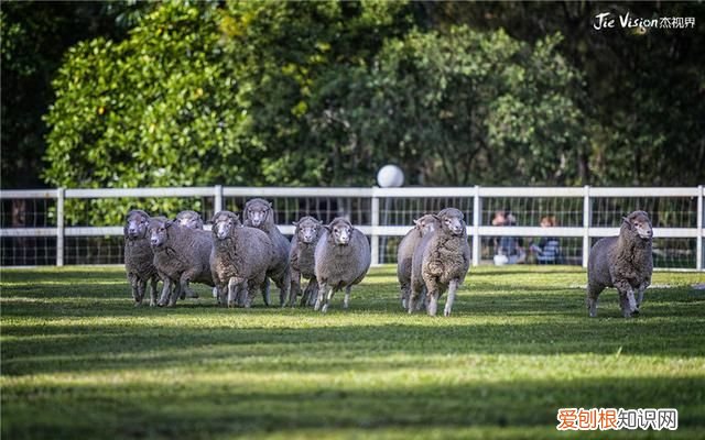 澳洲三大国宝 澳洲有物种天堂的称号