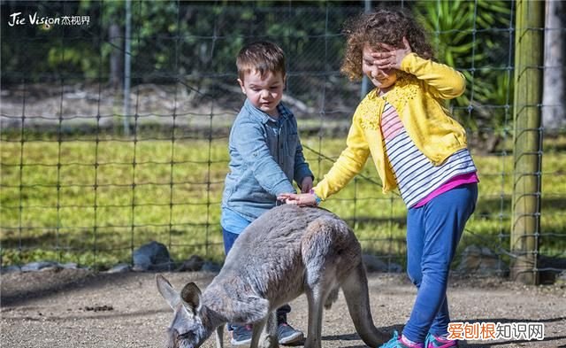 澳洲三大国宝 澳洲有物种天堂的称号