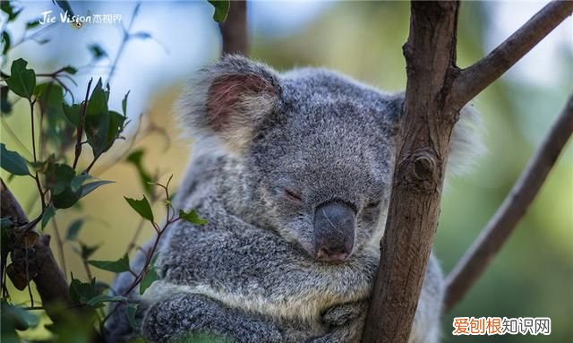 澳洲三大国宝 澳洲有物种天堂的称号