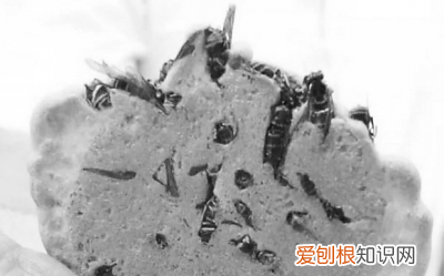 路边吃饭,蟋蟀直接往碗里跳!这是怎么回事