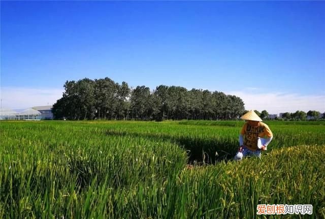 无锡秋季旅游景点大全,无锡春游景点推荐